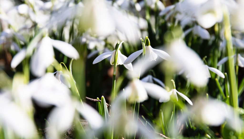 The Garden in February – the Light Returns