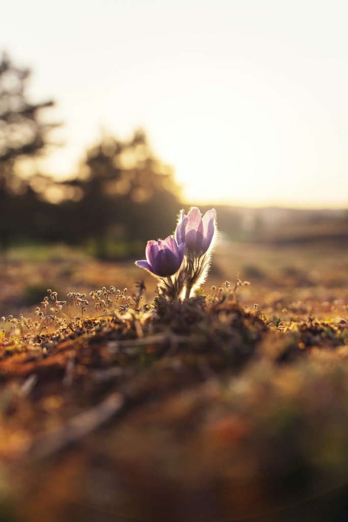 The Spring Equinox – the festival of Balance and Awakening