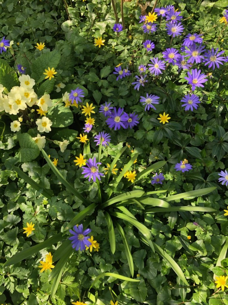 Celandine – my favourite ‘weed’