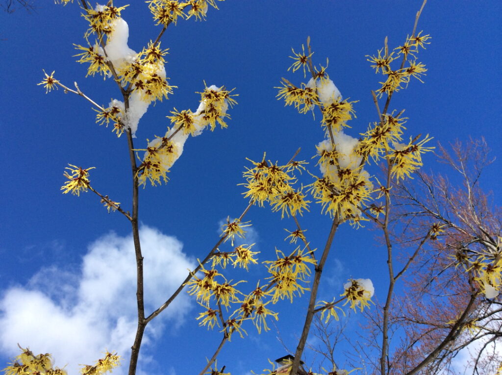 Witch Hazel – January’s Winter Bloom