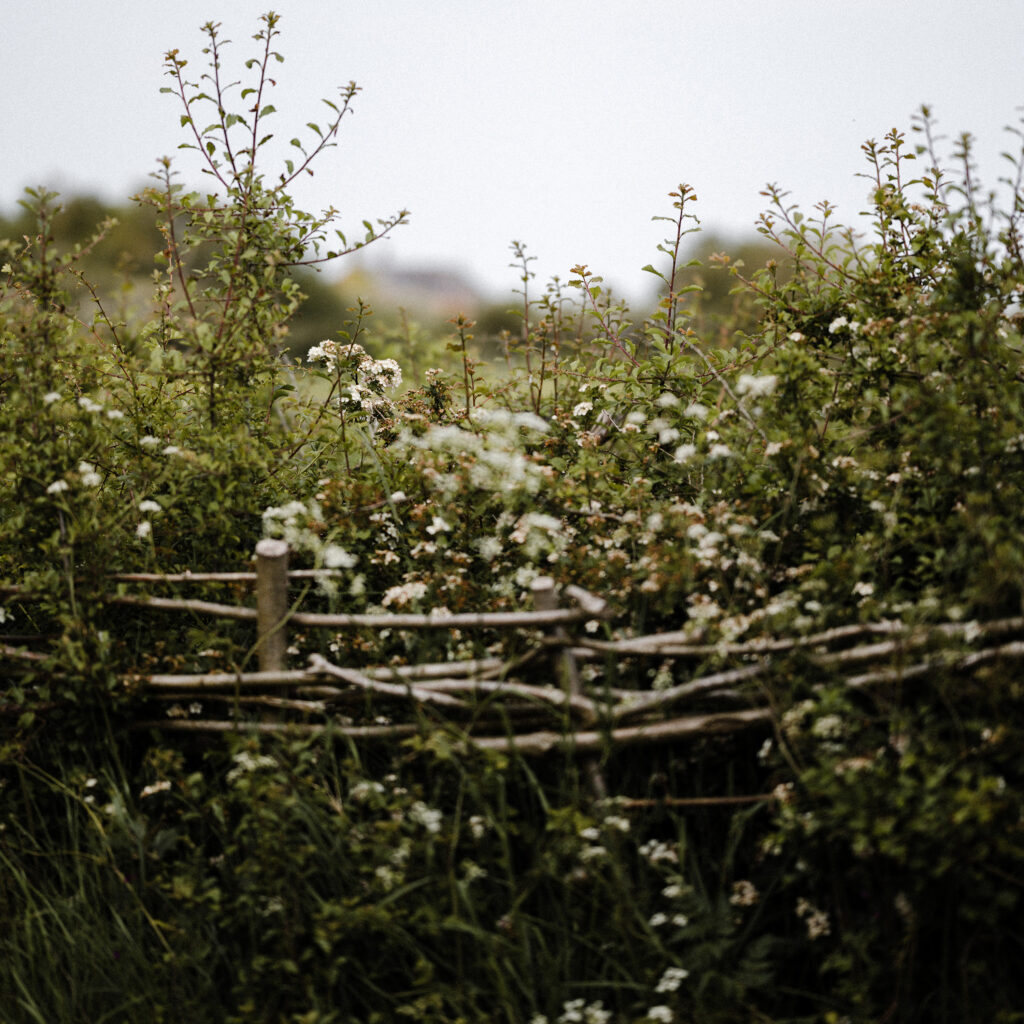 The Native Hedge – a ‘Mini-Woodland’ in your Garden