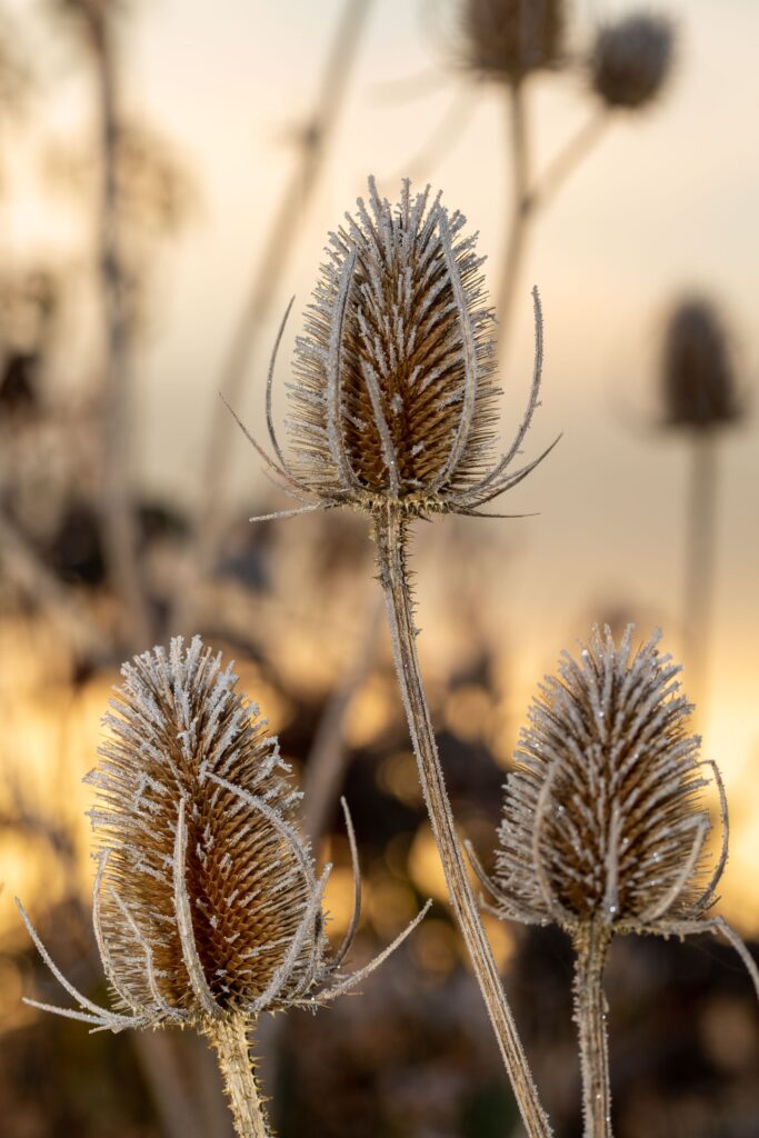 The Garden in November – Winter seedheads