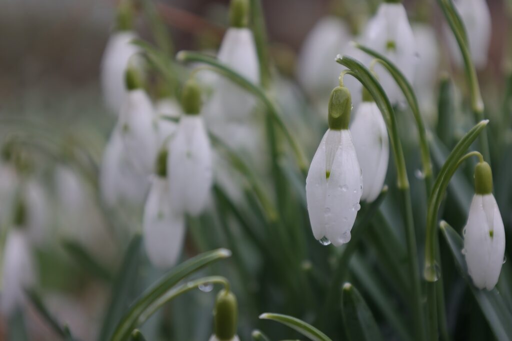 a group of white flowers with drops of water on them