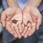 person holding small beans