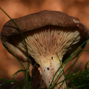 macro photography of brown mushroom