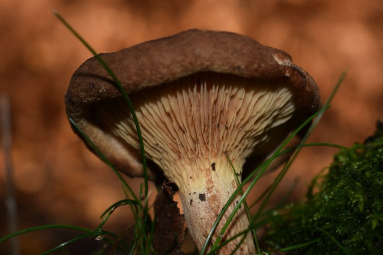 macro photography of brown mushroom