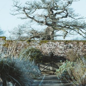 brown wooden bridge near trees during daytime