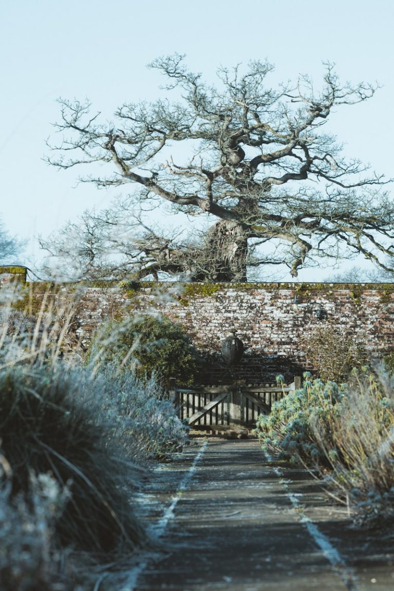 brown wooden bridge near trees during daytime