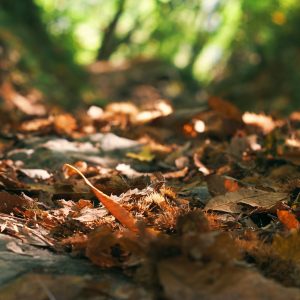 a blurry image of leaves on the ground