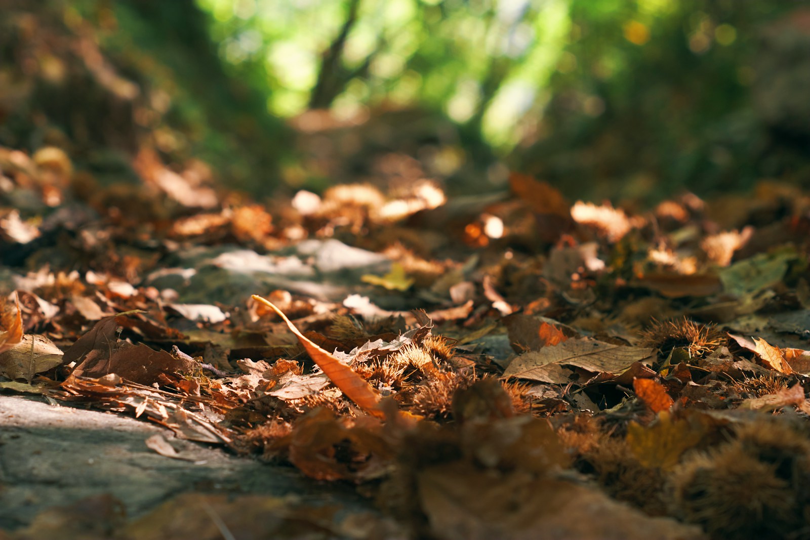 a blurry image of leaves on the ground