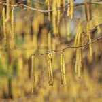 brown plant in tilt shift lens